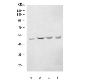 Western blot testing of 1) rat testis, 2) mouse testis, 3) mouse thymus and 4) mouse HEPA1-6 cell ly