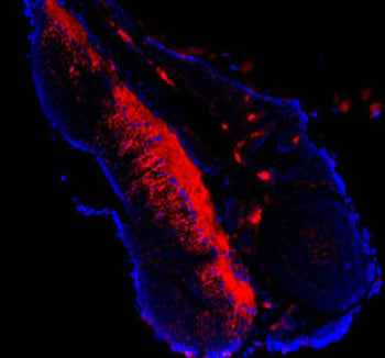 Immunofluorescent staining of FFPE zebrafish embryo tissue with Zebrafish Atp5mc antibody (red) and 