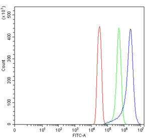 TMEM129 Antibody