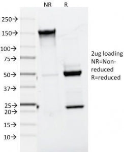 SDS-PAGE Analysis of Purified, BSA-Free Melan-A Antibody (clone A103). Confirmation of Integrity and