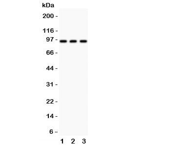 TBK1 Antibody