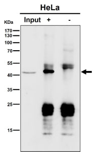 Immunoprecipitation analysis using the antibody at 1:50 dilution. Western blot at 1:1000 dilution. P