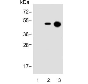 His Tag Antibody