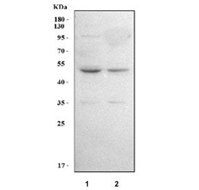 Western blot testing of human 1) A549 and 2) 293T cell lysate with LPLAT7 antibody. Predicted molecu