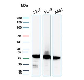 Western blot testing of human 293T, PC-3 and A431 cell lysate with recombinant 14-3-3E antibody. Pre