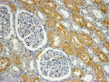 IHC testing of FFPE human kidney with APXL antibody at 4ug/ml. HIER: steamed with pH9 Tris/EDTA buff