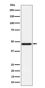 Western blot analysis of AZI2 expression in HeLa cell lysate using AZI2 antibody. Predicted molecular weight ~45 kDa.