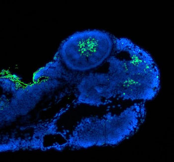 Immunofluorescent staining of PAX6 protein using FFPE zebrafish embryo tissue and Zebrafish Pax6 ant