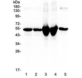 Western blot testing of 1) rat liver, 2) rat liver (different lot), 3) mouse liver, 4) mouse liver (