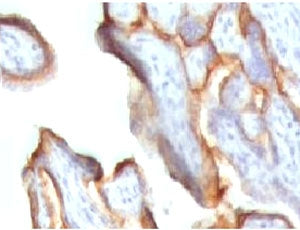 IHC testing of FFPE human placenta stained with hCG alpha antibody (CGA91-2).