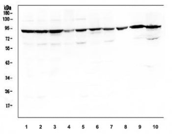 SERT Antibody / Serotonin Transporter / SLC6A4