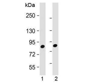 Western blot testing of 1) human K562 and 2) mouse NIH3T3 cell lysate with MUT antibody at 1:2000. P