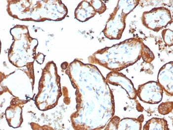 HCG-alpha Antibody