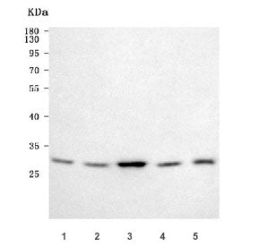 Western blot testing of 1) human 293T, 2) human Jurkat, 3) human HeLa, 4) rat L6 and 5) mouse NIH 3T