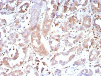 IHC staining of FFPE human kidney tissue with Caspase 7 antibody (clone CASP7/9052). HIER: boil tiss