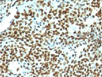IHC: Formalin-fixed, paraffin-embedded human tonsil stained with Nuclear Marker antibody (clone NM10