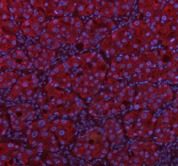 Immunofluorescent staining of MSTO1 using anti-MSTO1 antibody (red). MSTO1 was detected in a paraffi
