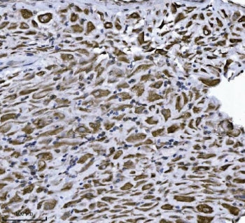 ERLIN2 Antibody