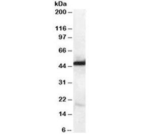 Western blot testing of human kidney lysate with NDRG1 antibody at 0.1ug/ml. Predicted molecular wei