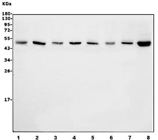 eRF1 Antibody / EFT1
