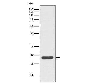 Western blot testing of mouse skeletal muscle lysate with Hsp20 antibody. Predicted molecular weight