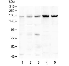 Western blot testing of 1) placenta, 2) Caco-2, 3) human HeLa, 4) rat liver and 5) mouse liver lysat