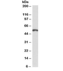 Western blot testing of mouse brain lysate with PAX3 antibody at 2ug/ml. Predicted molecular weight: