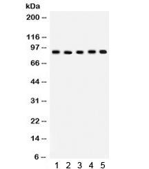 Cullin 1 Antibody / CUL1