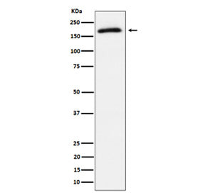 Western blot analysis of Phospho-AS160 (T642) expression in lysate from human 293T cells treated wit