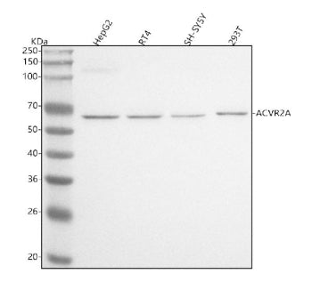 Western blot analysis of ACVR2A using anti-ACVR2A antibody. Lane 1: human HepG2 whole cell lysates, 