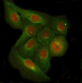 Immunofluorescent staining of FFPE human U-2 OS cells with C7orf47 antibody (red) and Beta Tubulin m