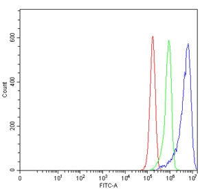 RHNO1 Antibody