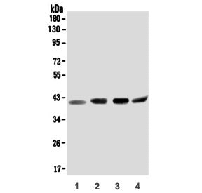 Western blot testing of human 1) A375, 2) Jurkat, 3) HepG2 and 4) K562 lysate with ORAI2 antibody. P