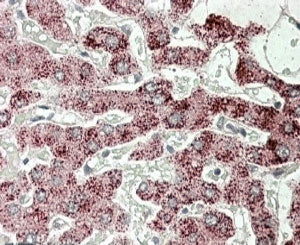 IHC testing of FFPE human liver with SCP2 antibody at 4ug/ml. HIER: steamed with pH6 citrate buffer,