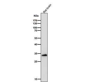 Western blot testing of rat brain tissue lysate using the FRG1 antibody at 1:3000 dilution for 1 hou