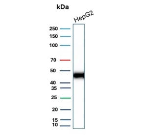 Western blot testing of human HepG2 cell lysate with recombinant CD147 antibody (clone BSG/9223R). E