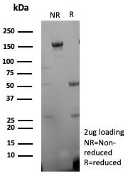 SDS-PAGE analysis of purified, BSA-free CD27 antibody (clone rLPFS2/8836) as confirmation of integri
