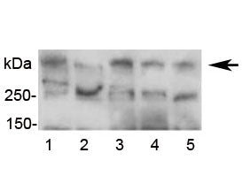 APOB Antibody