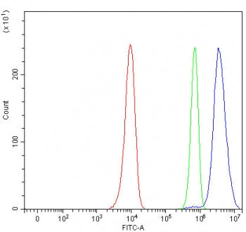 RREB1 Antibody / Ras-responsive element-binding protein 1