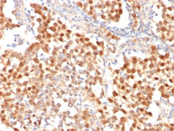 Oct4 Antibody / POU5F1