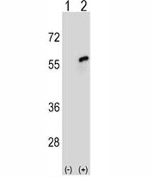 CDC20 Antibody