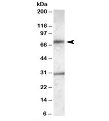 Western blot testing of human liver lysate with LIPG antibody at 0.3ug/ml. Predicted molecular weigh