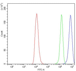 ALDH3A1 Antibody