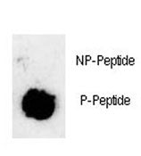 Phosphorylated-SOX2 Antibody (pS251)