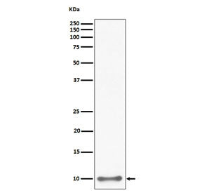 Western blot testing of human HepG2 cell lysate with UFM1 antibody. Predicted molecular weight: 9-11