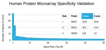 Analysis of HuProt(TM) microarray containing more than 19,000 full-length human proteins using NACC1