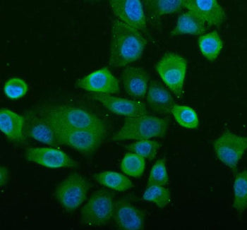 Immunofluorescent staining of NLRP2 using anti-NLRP2 antibody (green). NLRP2 was detected in an immu