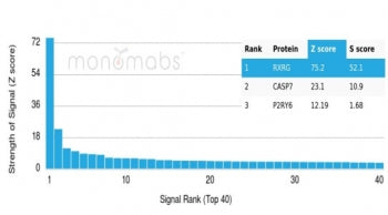 Analysis of a HuProt(TM) microarray containing more than 19,000 full-length human proteins using RXR