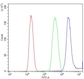 Flow cytometry testing of human K562 cells with HOXB9 antibody at 1ug/million cells (blocked with go