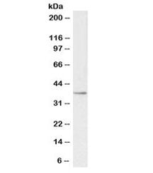 Western blot testing of human kidney lysate with PTGR1 antibody at 0.3ug/ml. Predicted molecular wei